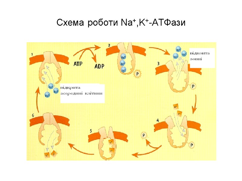 Схема роботи Na+,K+-АТФази